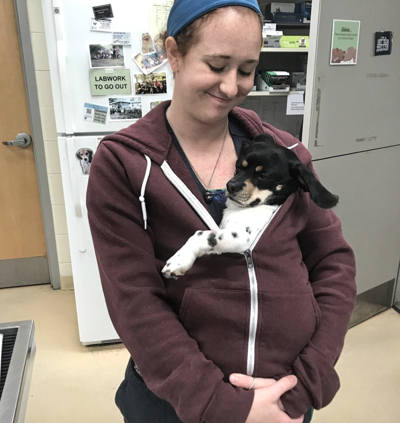 Veterinary Assistant Requirements What You Need to be Know Before