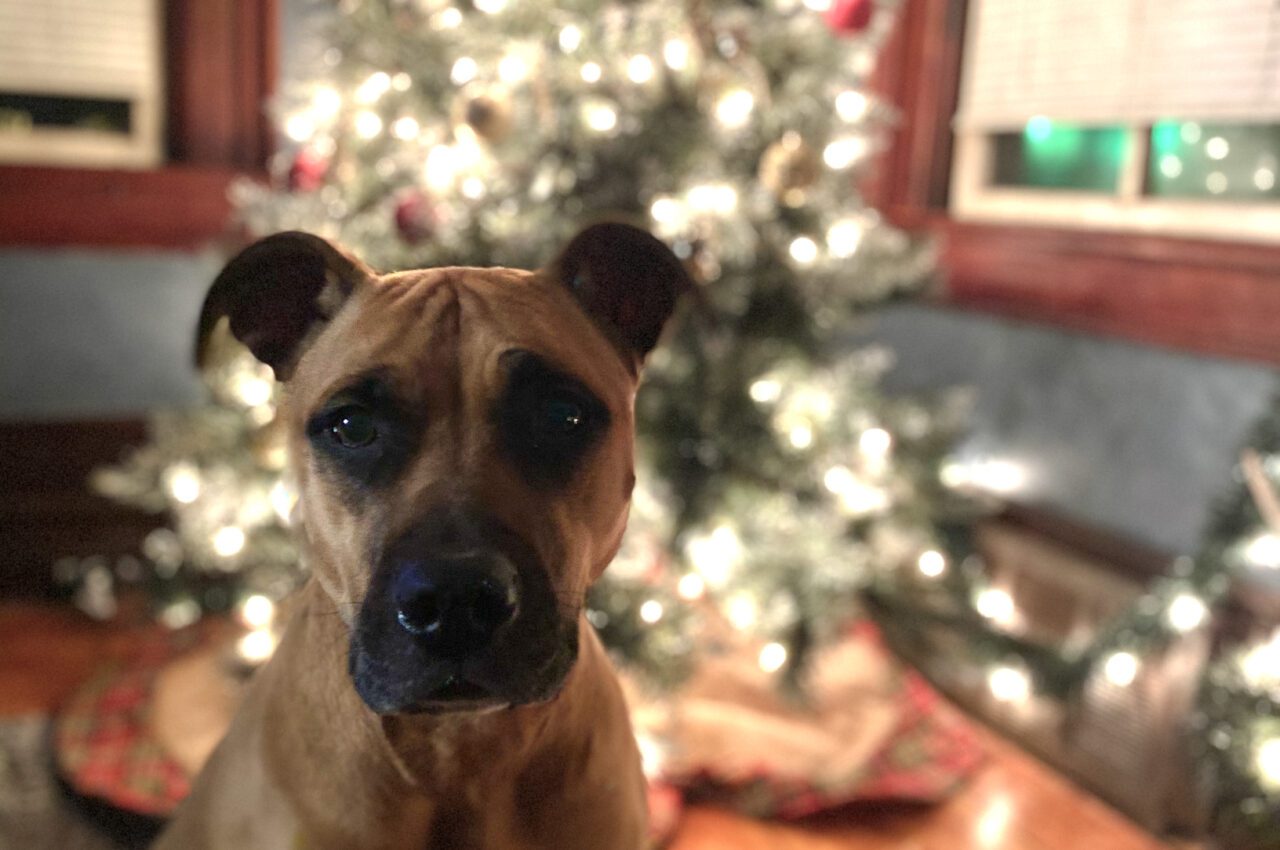 best dog christmas gifts