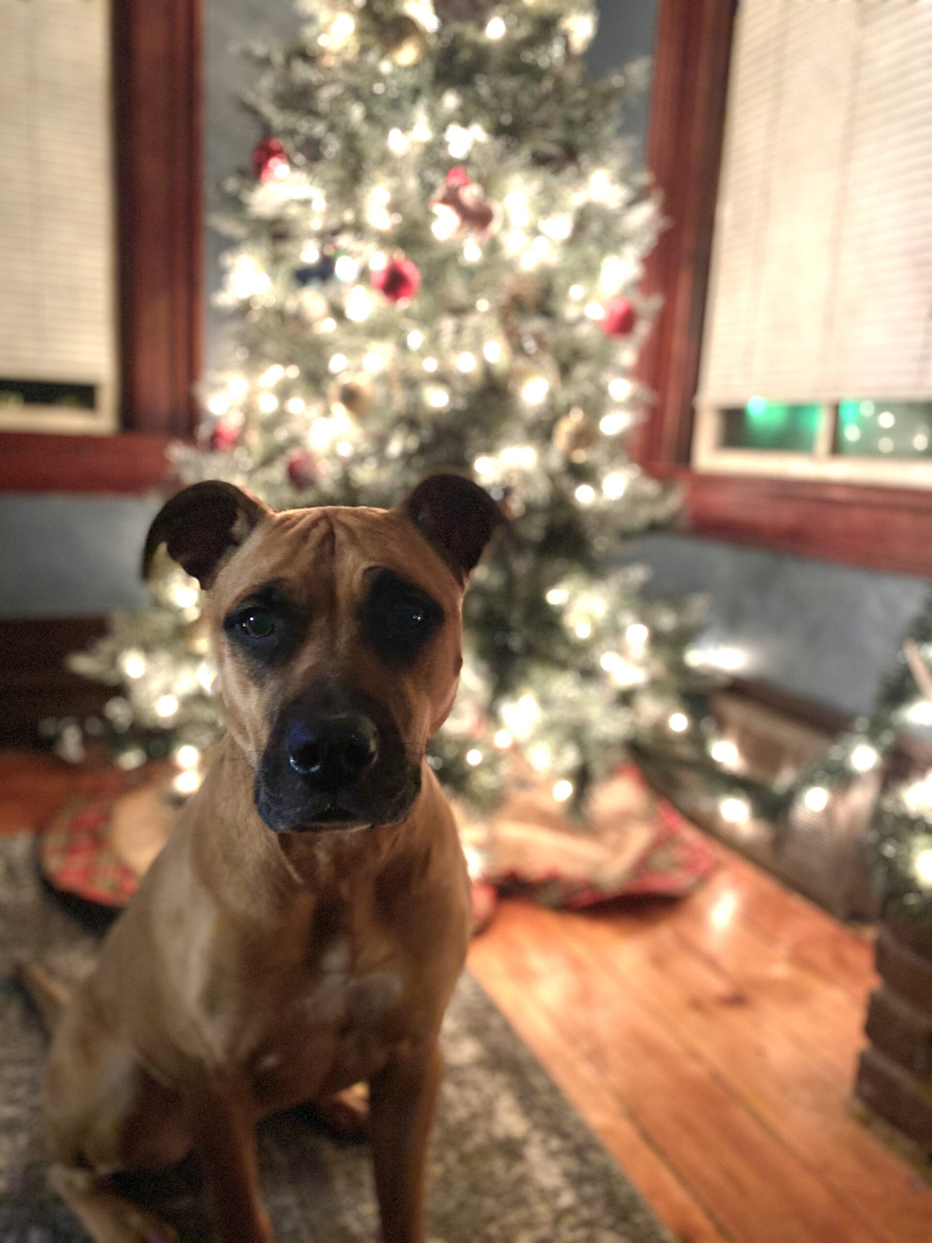 best dog christmas gifts