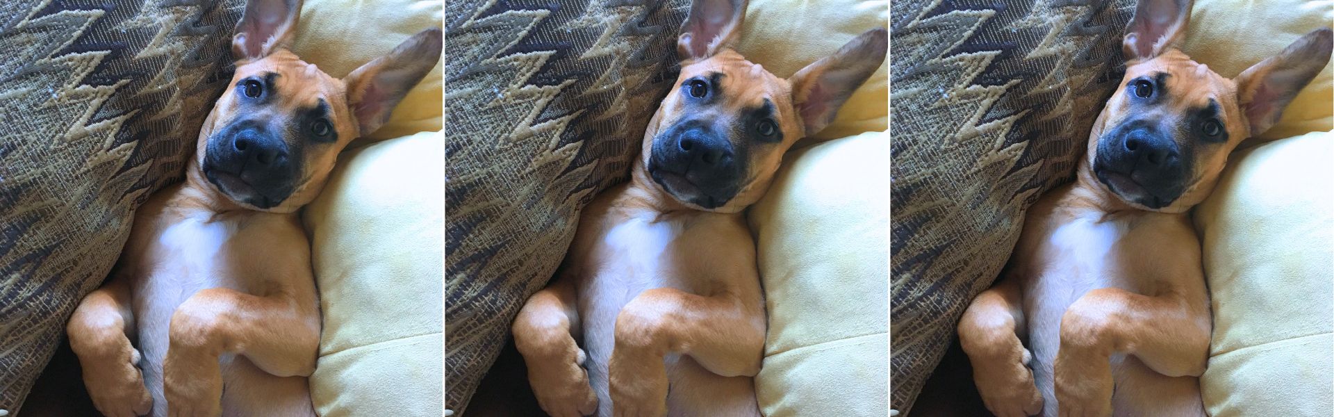 puppies for adoption