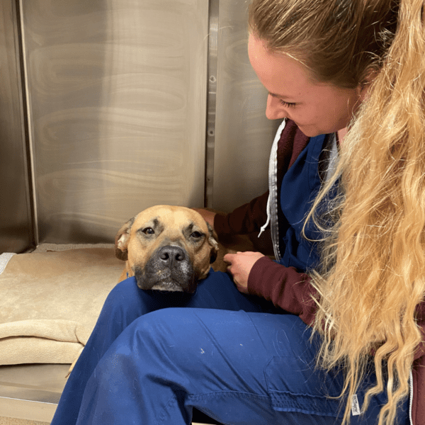 veterinary assistant requirements