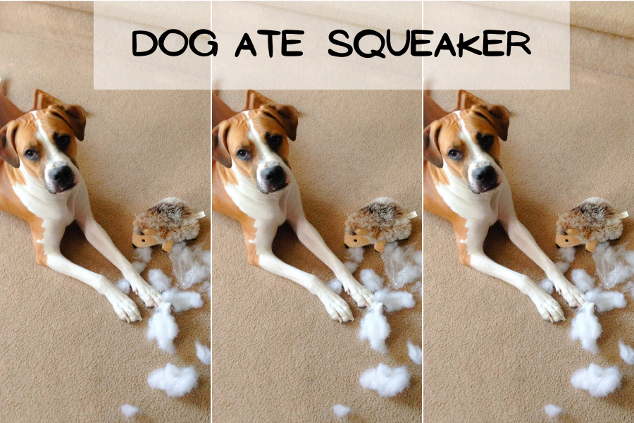 Dog Ate Squeaker What to do next?