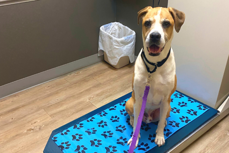 Veterinary Price List 10 Ways to Save Money at the Vet