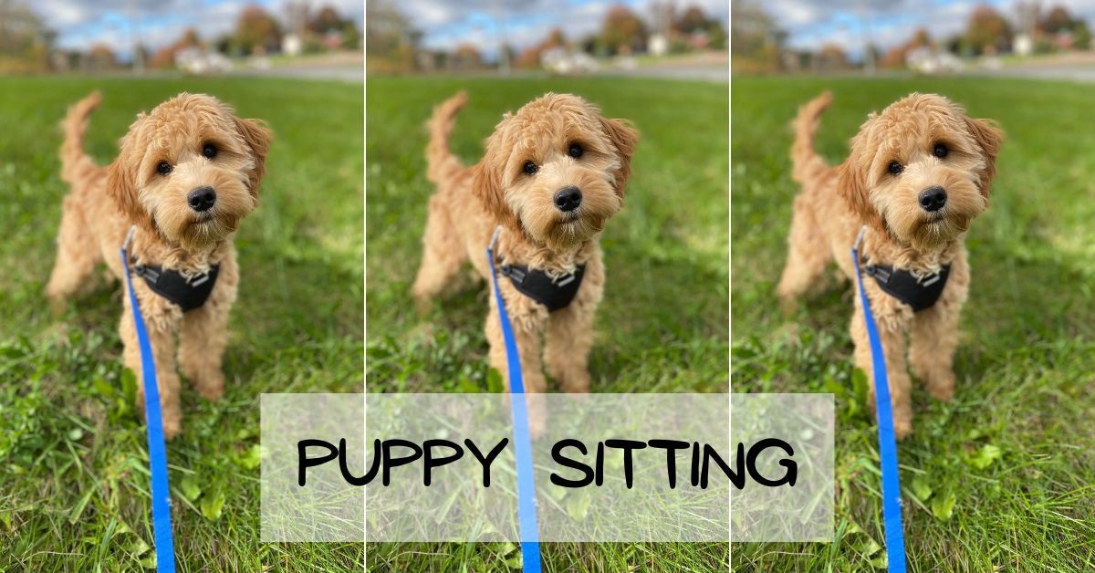 puppy sitting