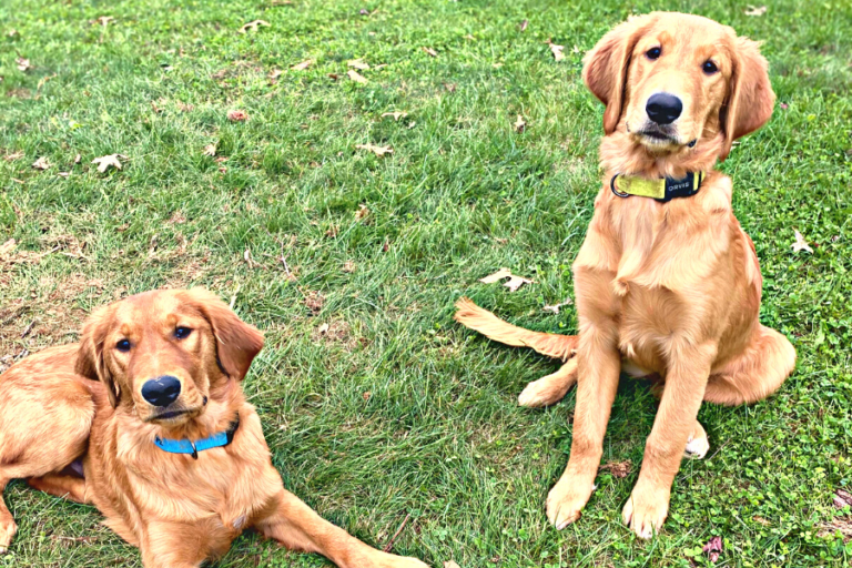 Dog Sitting Jobs How I Made 920 in a Week of Pet Sitting