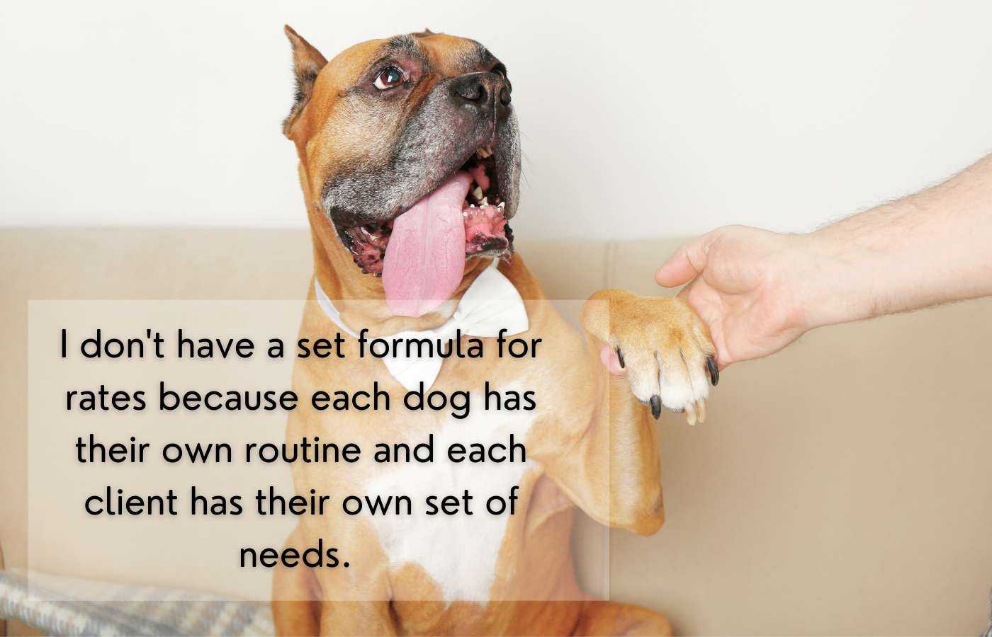 Dog Sitting Jobs How I Made 920 in a Week of Pet Sitting