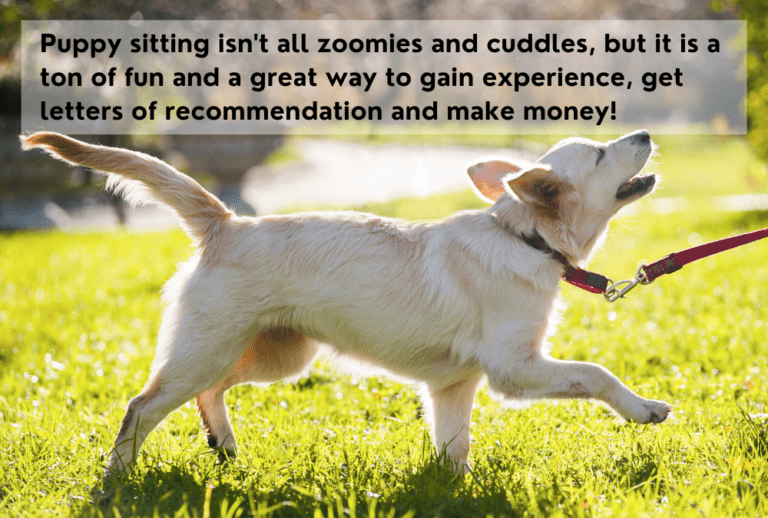 Puppy Sitting 7 Tips for How to Hire The Right Pet Sitter