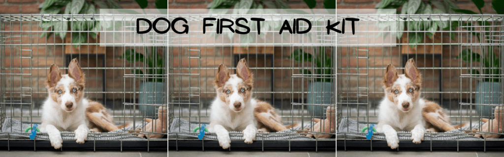 best dog first aid kit