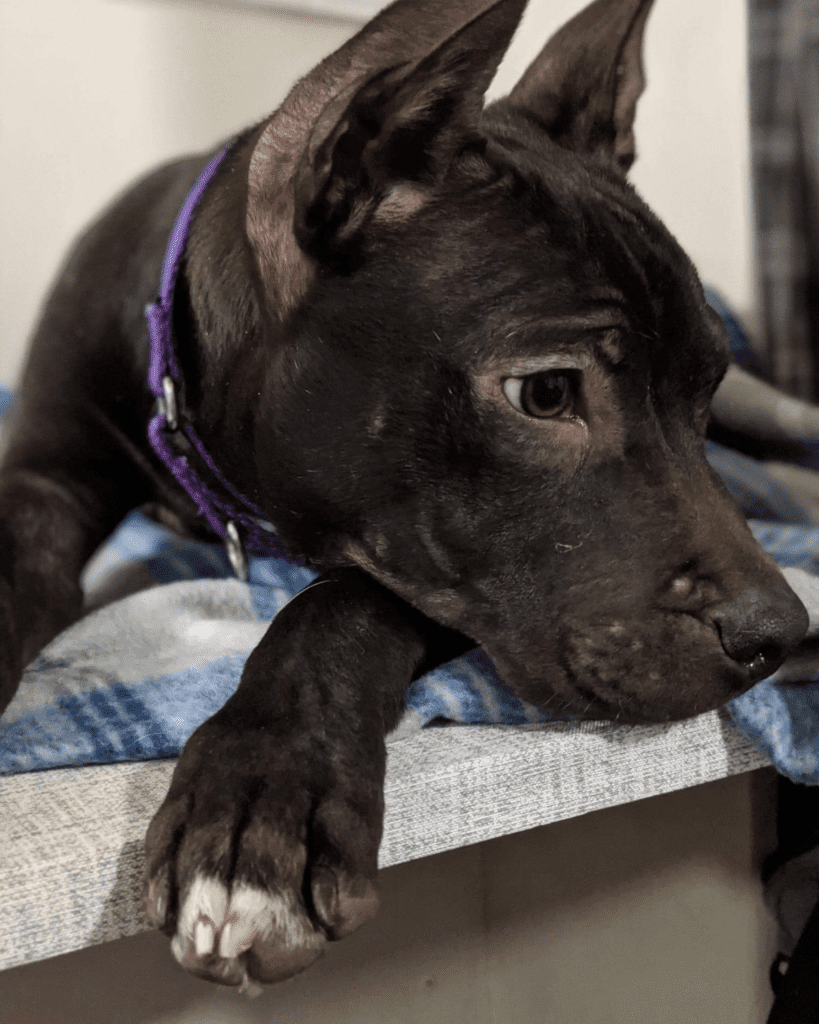 How to Foster a Dog | A Guide From a Foster Dog Mom