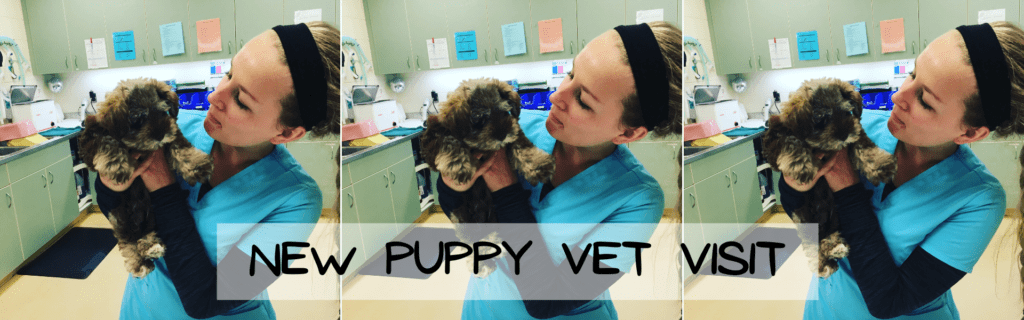 puppy vet schedule