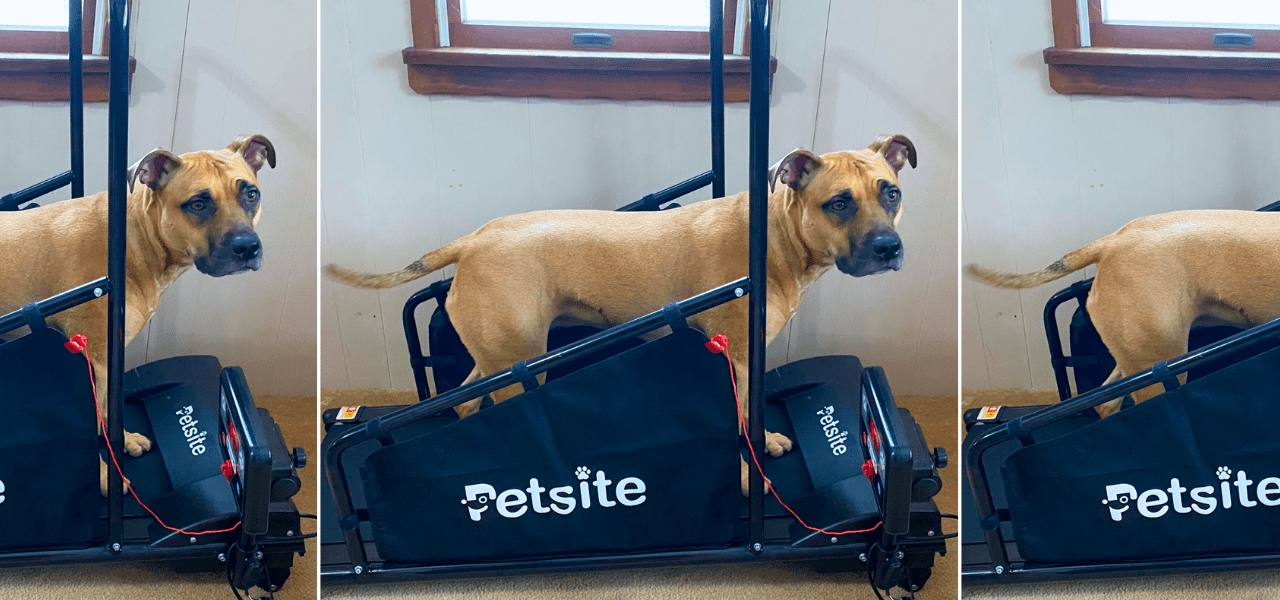 petsite treadmill review