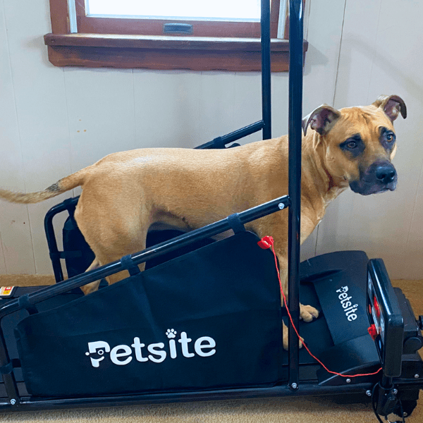 petsite treadmill review