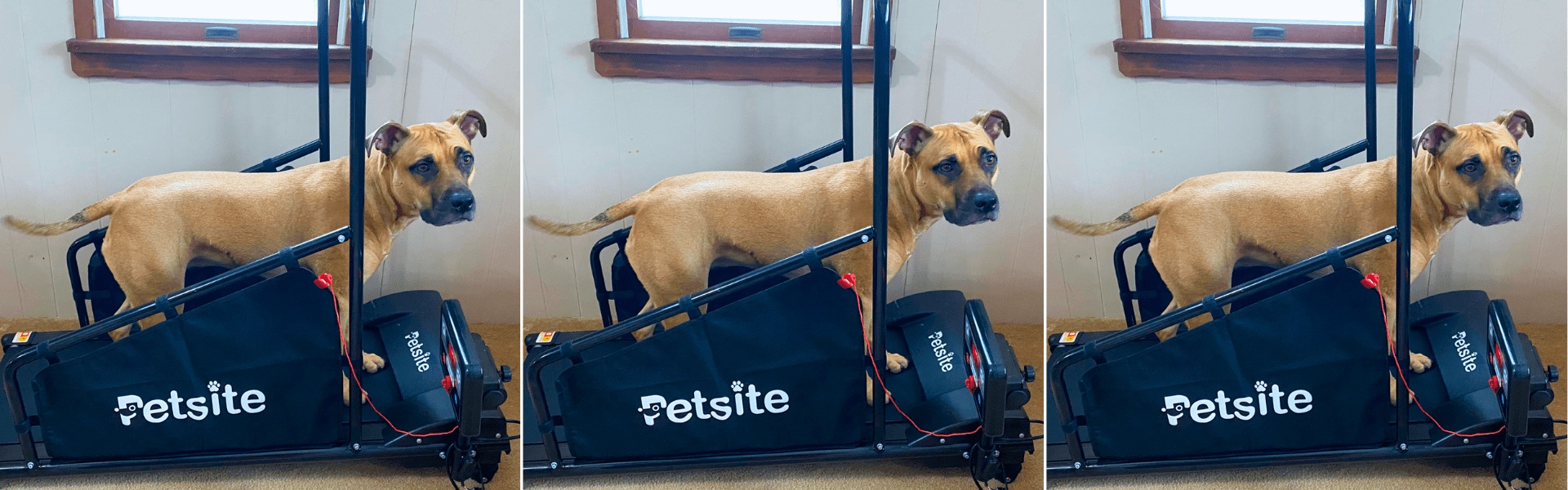 petsite treadmill review