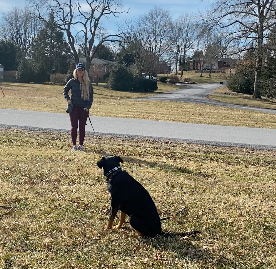 Dog Training Services