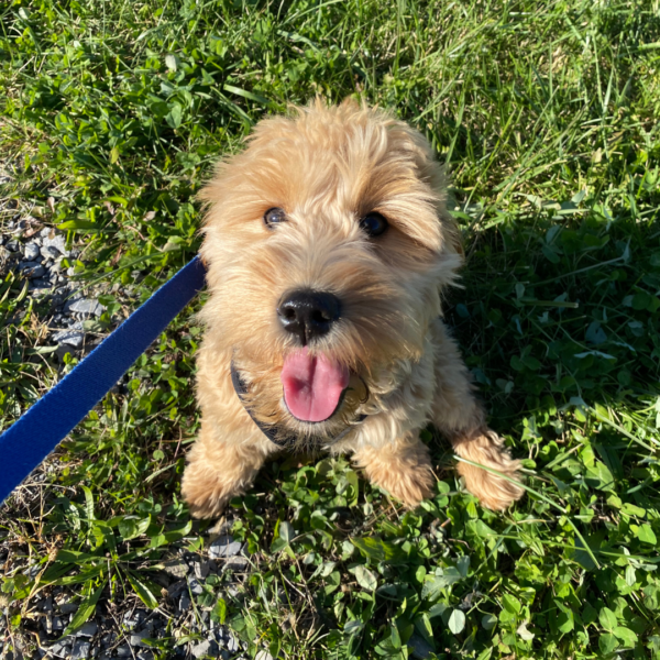 My Dog Won’t Stop Barking 6 Reasons Why + How to Stop It