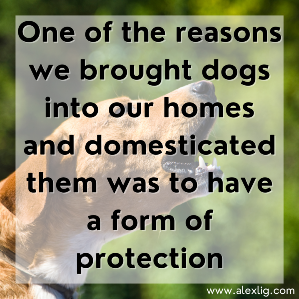 My Dog Won’t Stop Barking 6 Reasons Why + How to Stop It