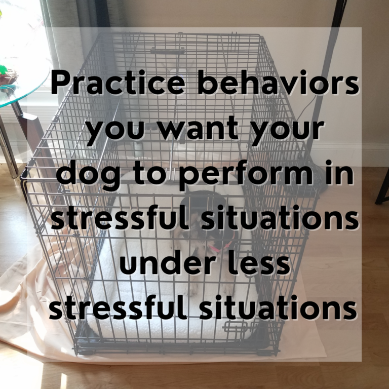 My Dog Won’t Stop Barking 6 Reasons Why + How to Stop It