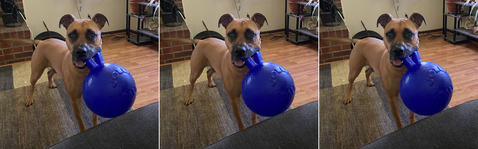 indoor dog activities