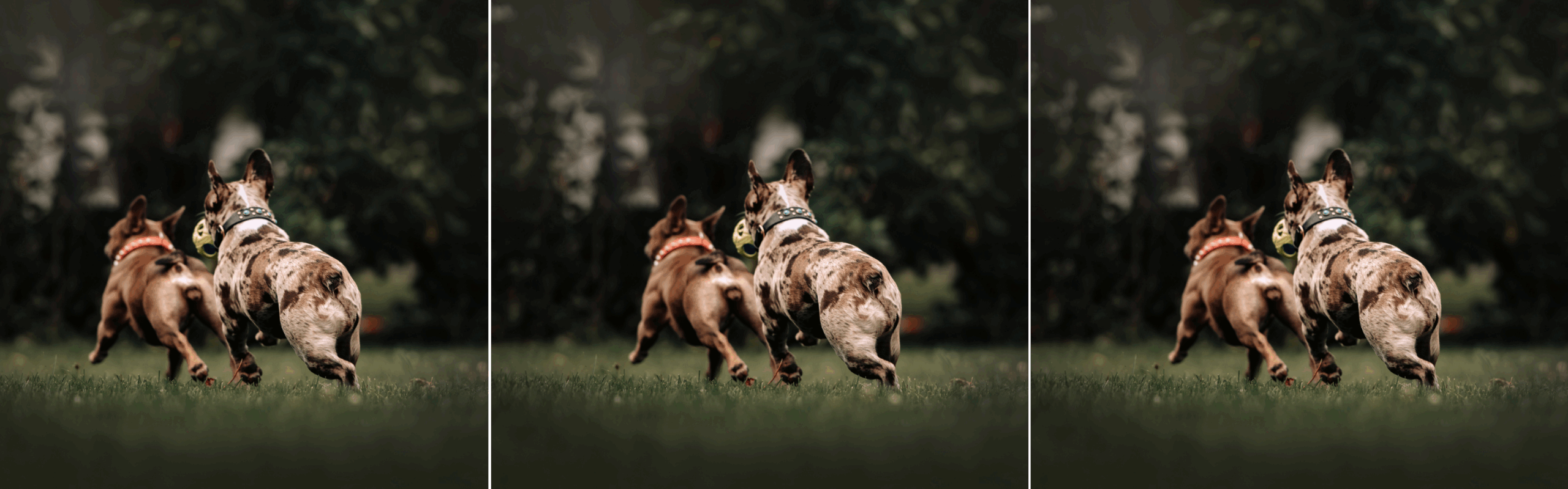 how to get your dog to come when distracted