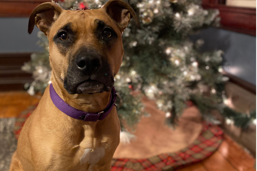Best dog Christmas gifts