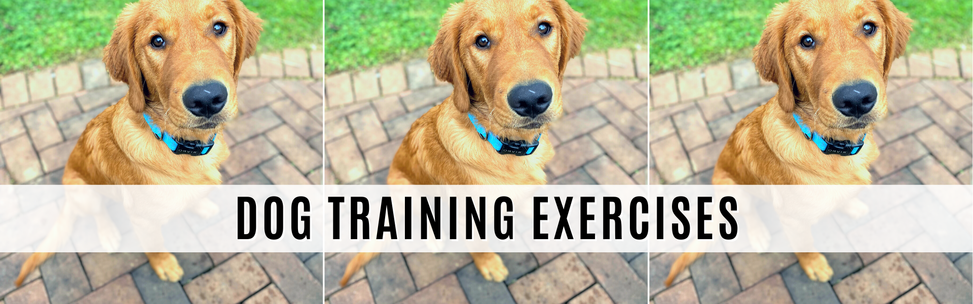 dog training exercises