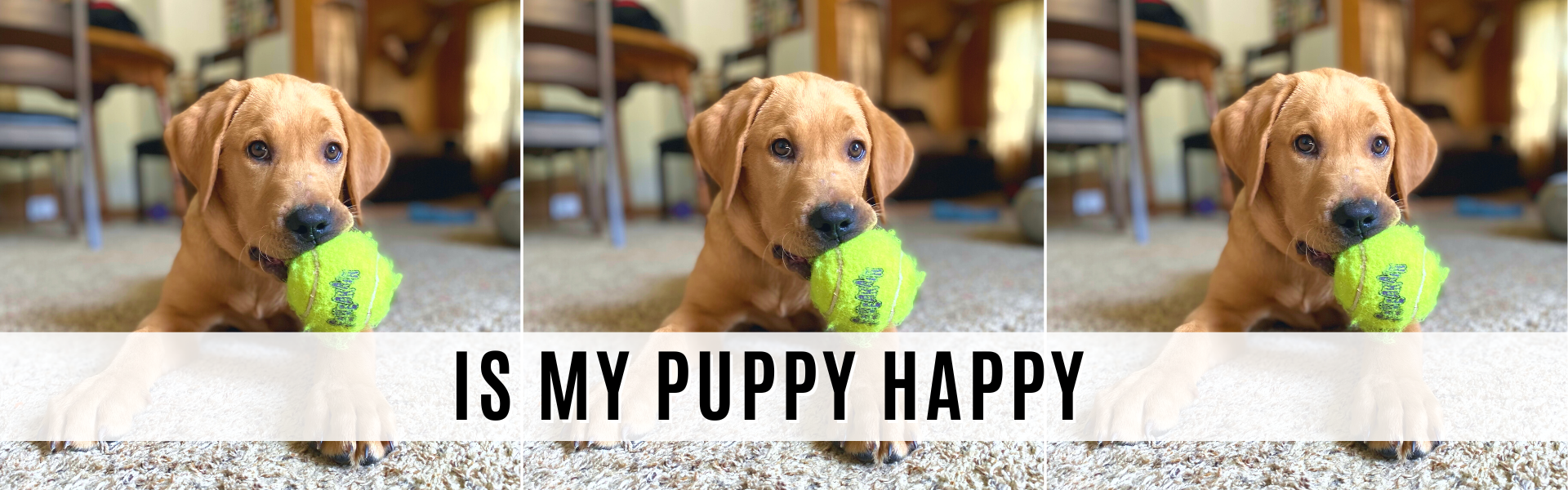 Is My Puppy Happy? 11 Clear Signs Your Dog is Living Their Best Life