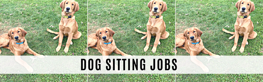 dog sitting jobs