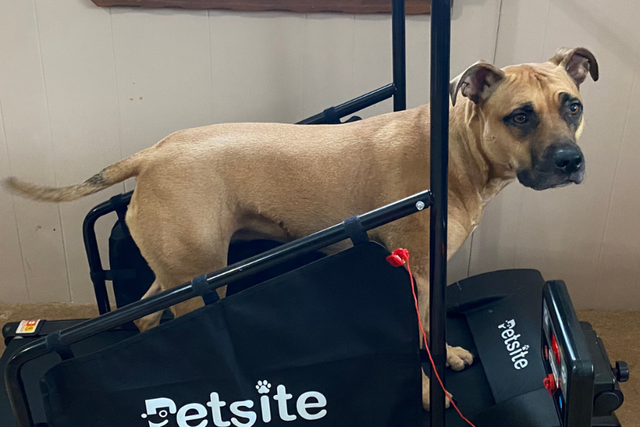 petsite treadmill review