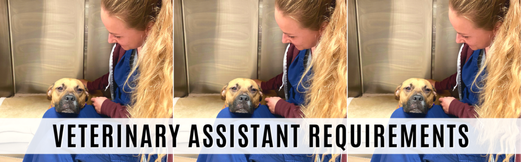 veterinary assistant requirements