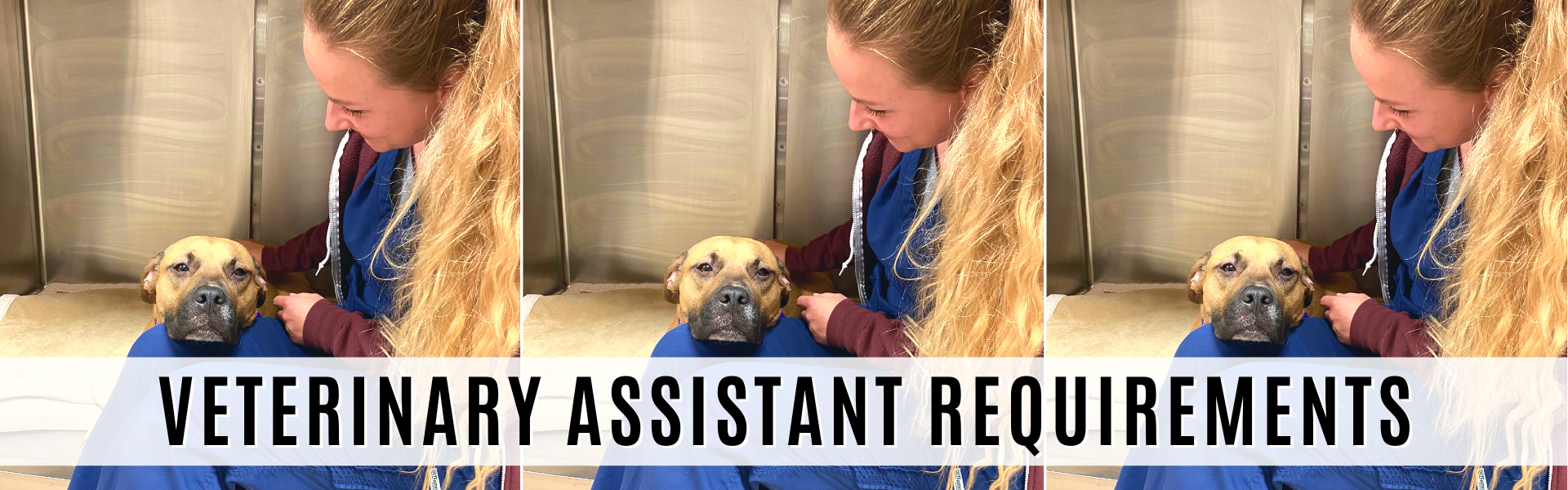 veterinary assistant requirements        
        <figure class=