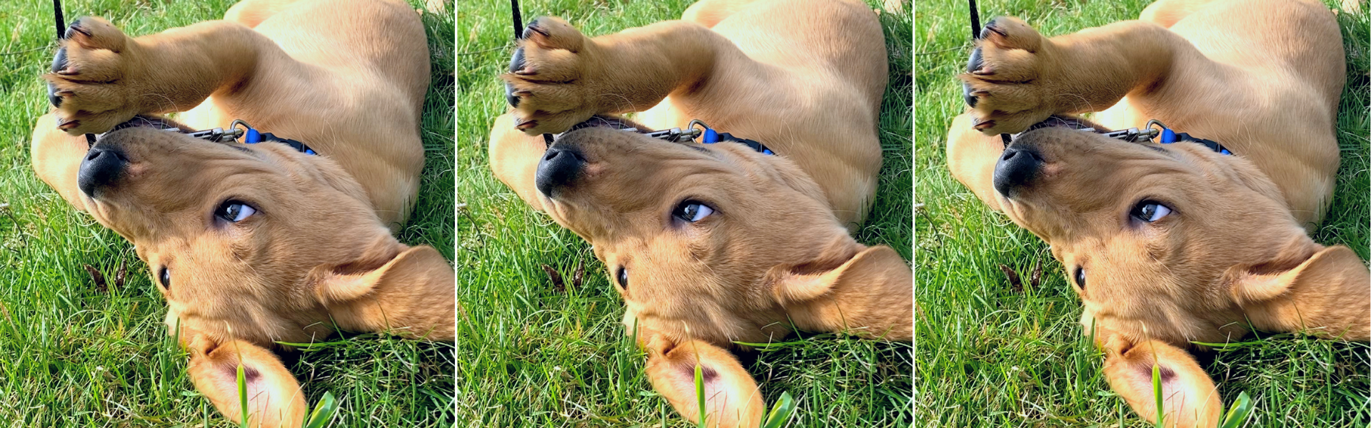 how to stop leash biting