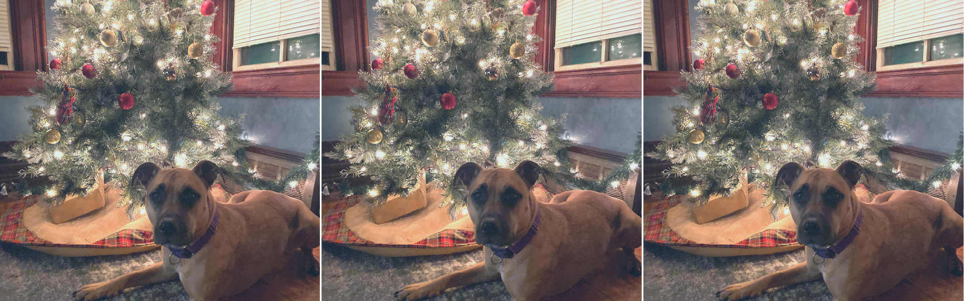 best dog owner gifts