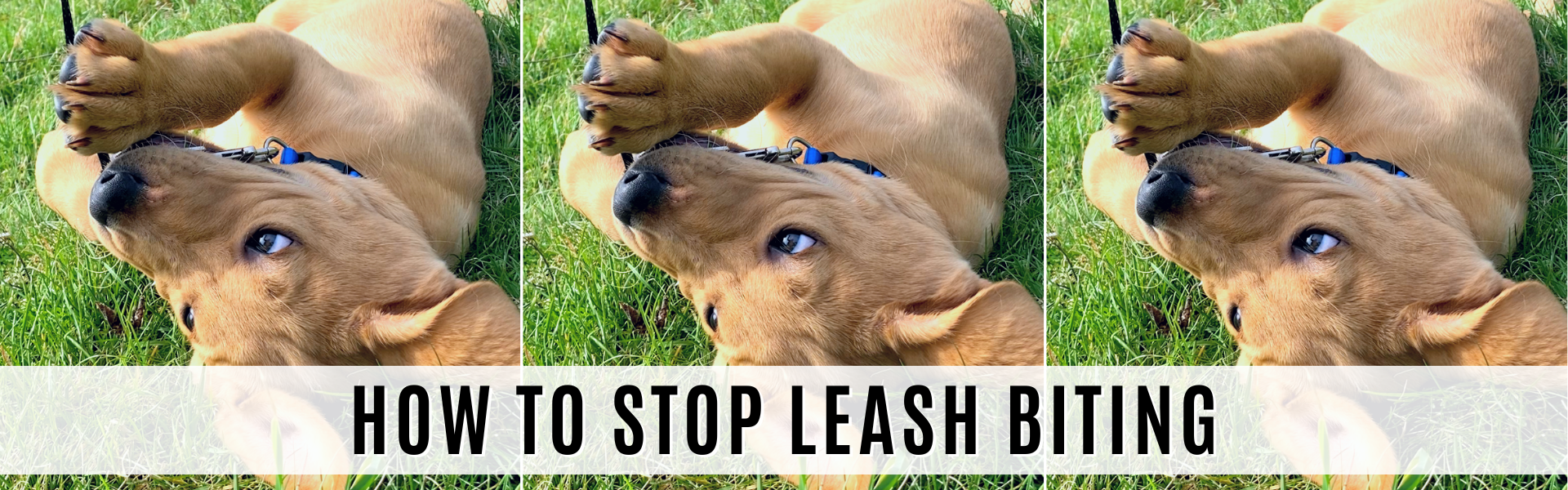 how to stop leash biting