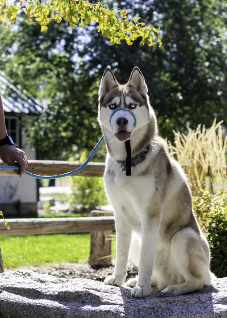 3 Proven Methods for How to Stop Dog Jumping Up