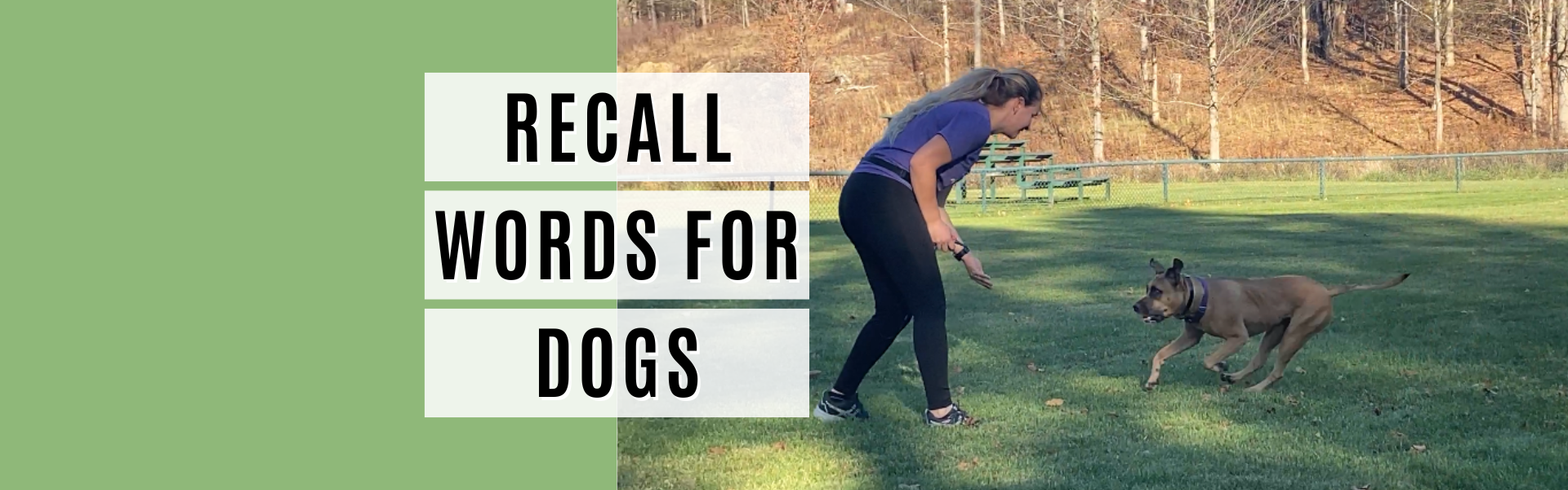 53-recall-words-for-dogs-that-aren-t-come