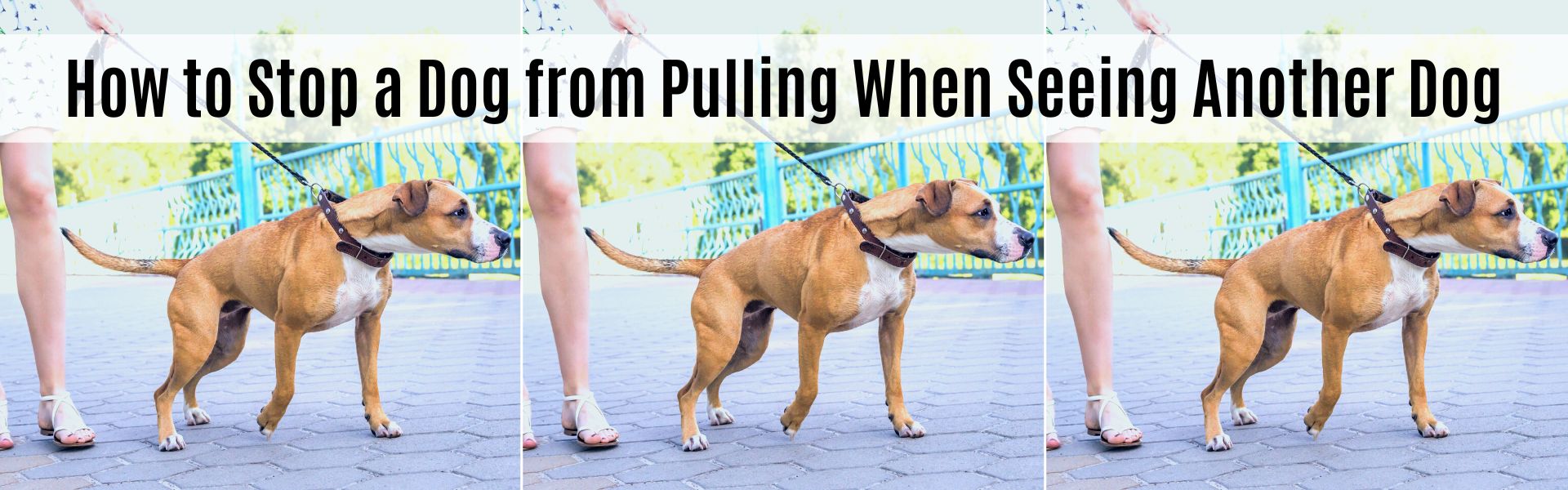 How to stop a dog from pulling when seeing another dog