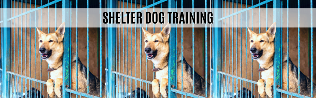 3 Tips for Shelter Dog Training for the First 3 Weeks