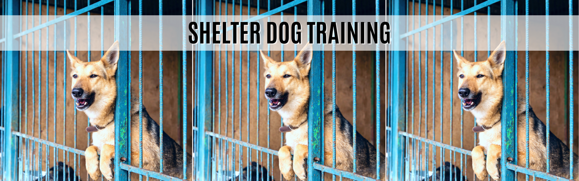 shelter dog training