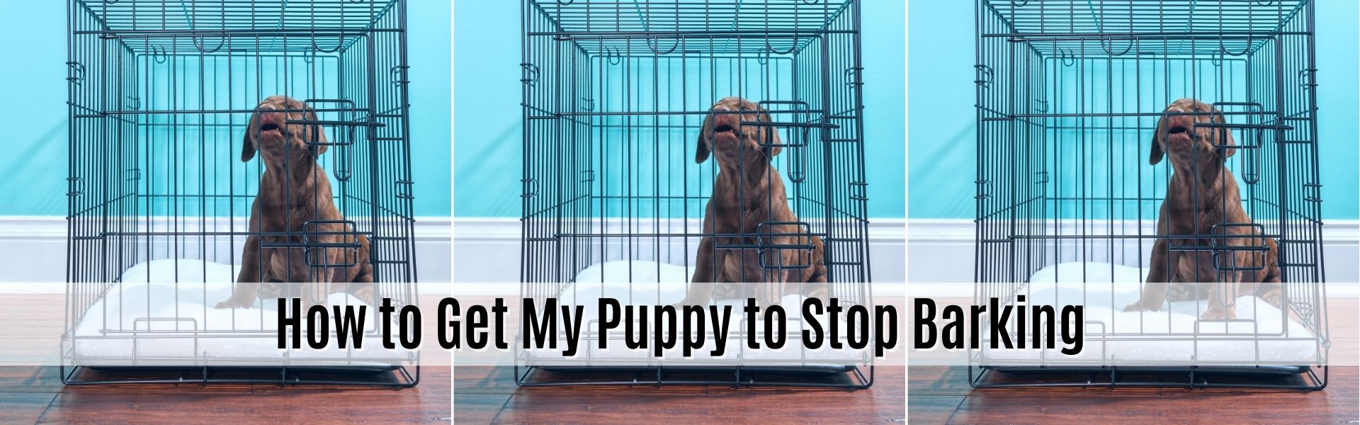 How to Get My Puppy to Stop Barking