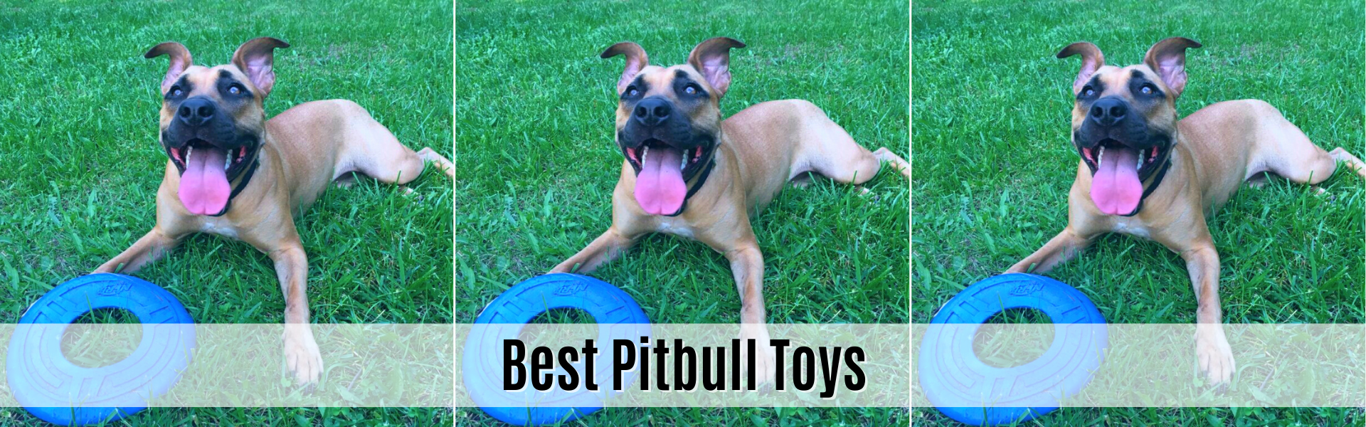 best pitbull toys