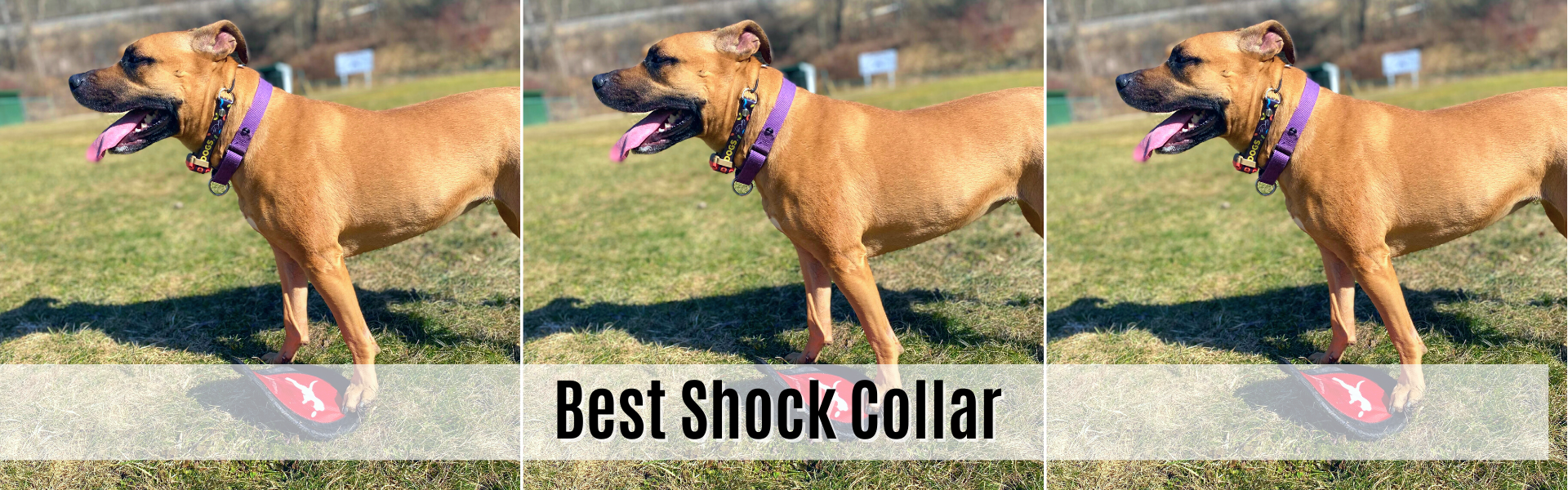 best shock collar