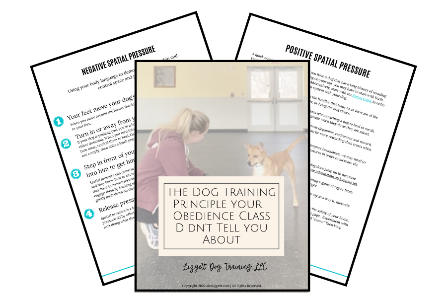 train your dog at home