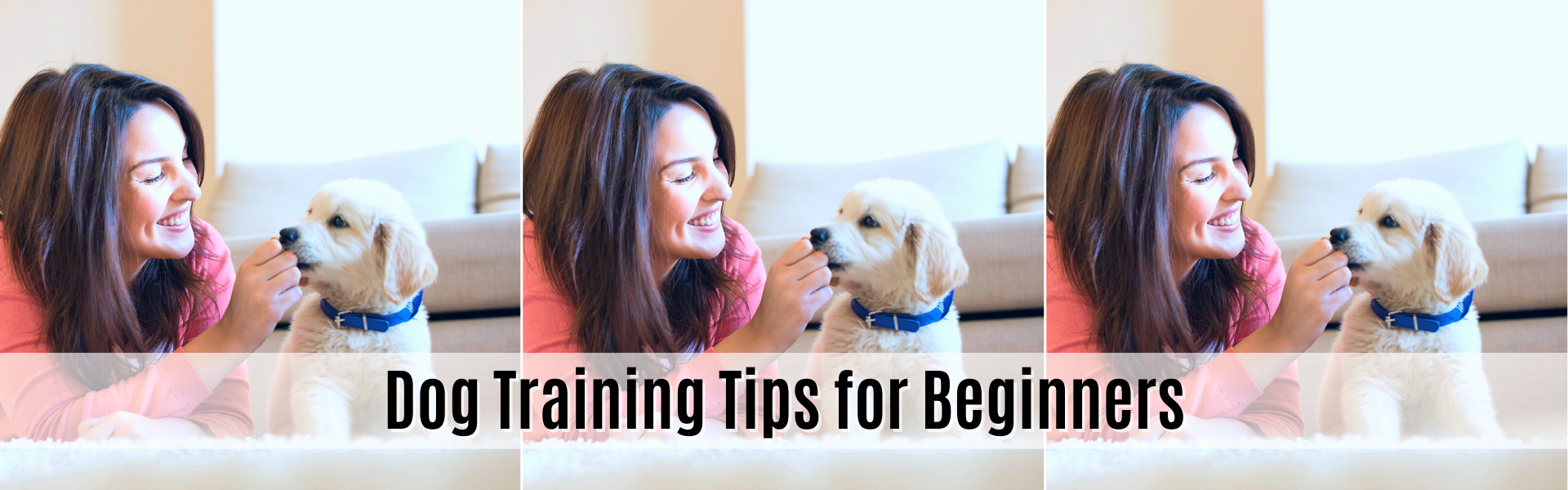 Dog Training Tips for Beginners