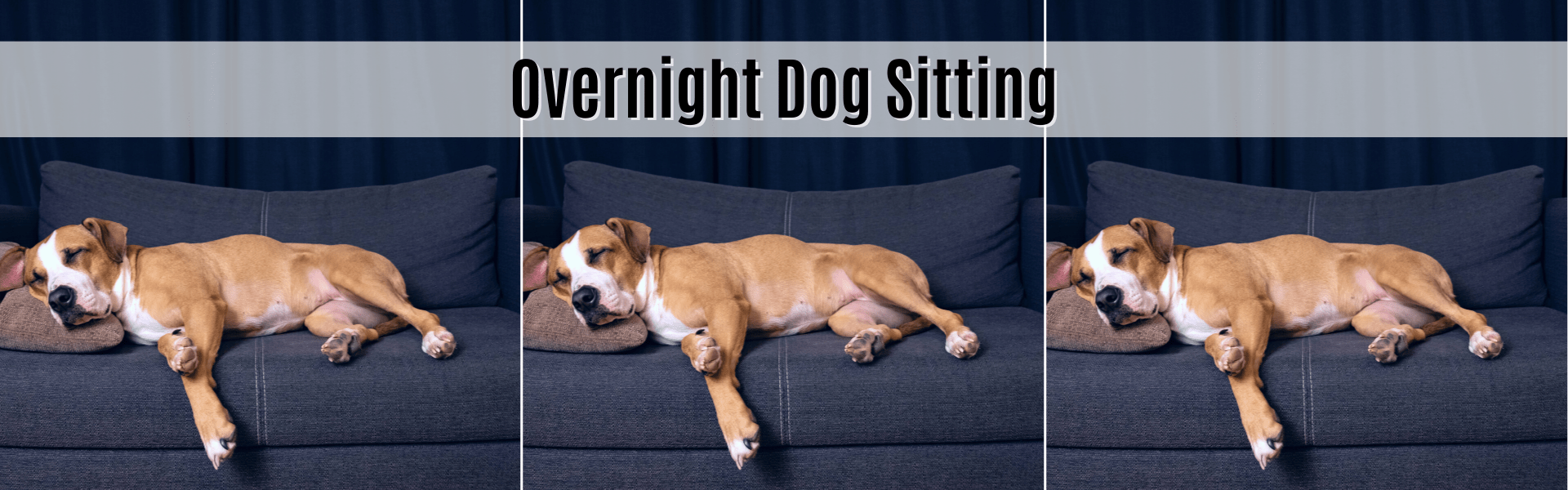 overnight dog sitting