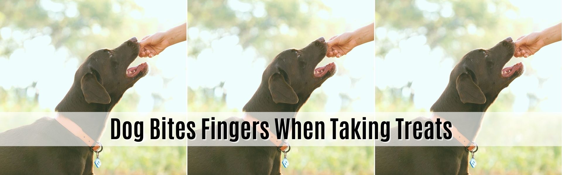Dog Bites Fingers When Taking Treats
