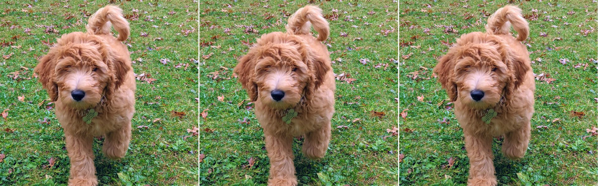 puppy wont pee outside