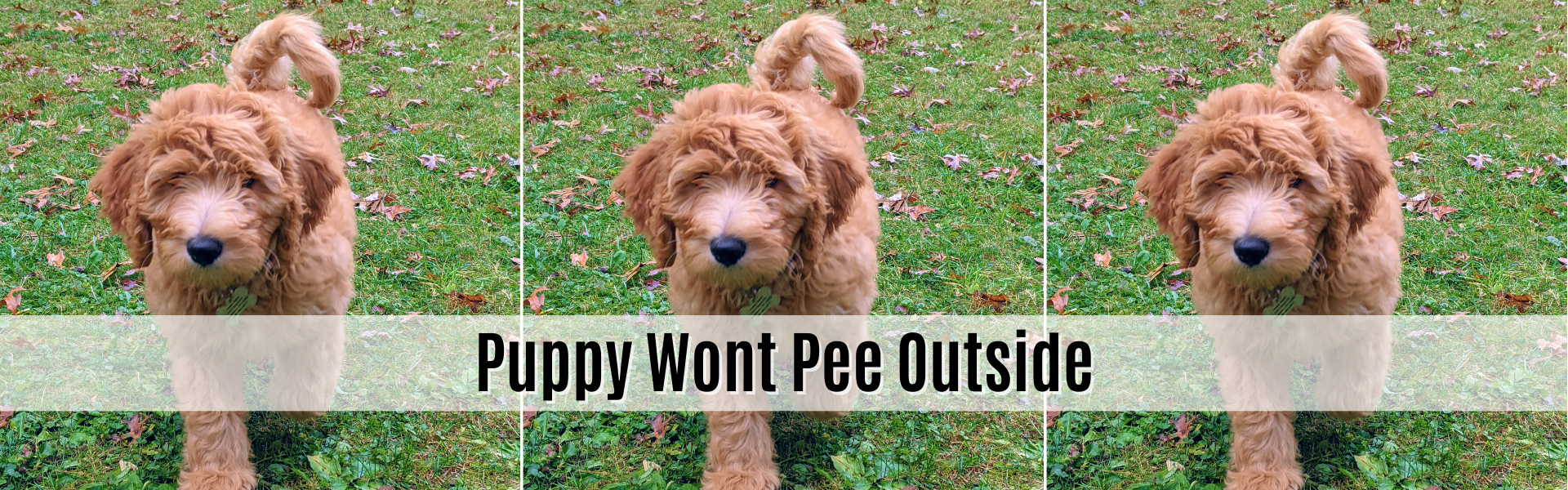puppy wont pee outside