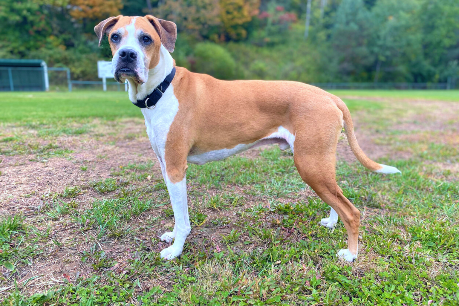 View of The Best Dog Food for Picky Eaters and Sensitive Stomachs is Already in ...