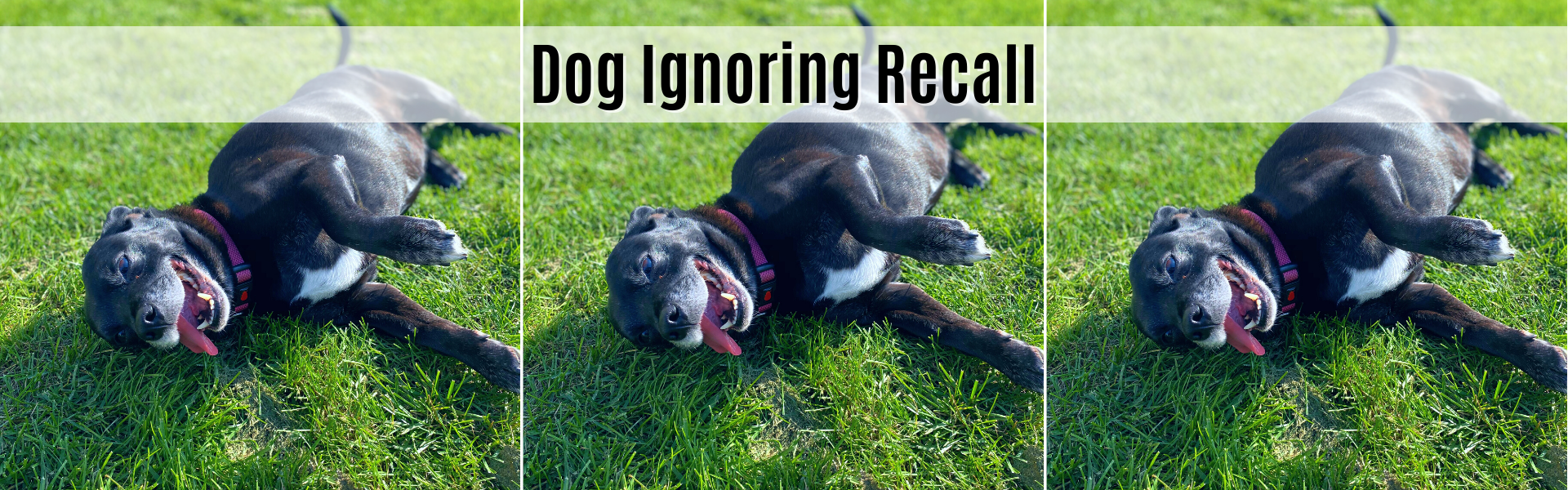 dog ignoring recall