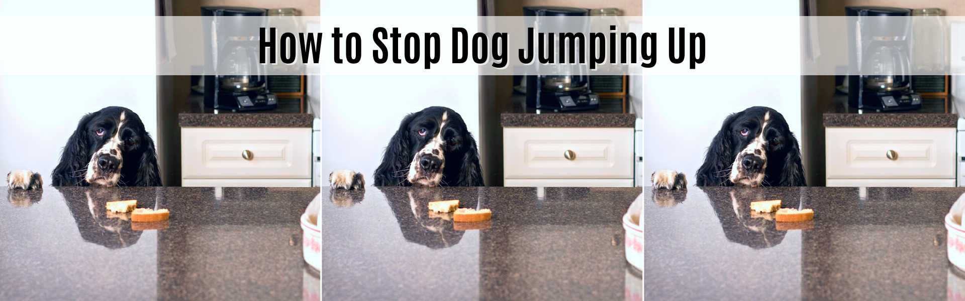 how to stop dog jumping up